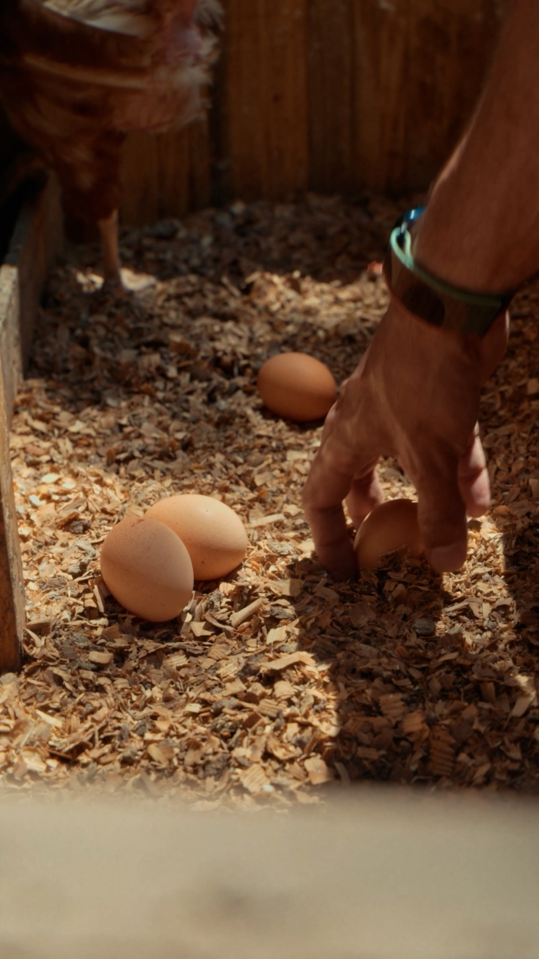 A hand placing freshly picked pods into a woven basket