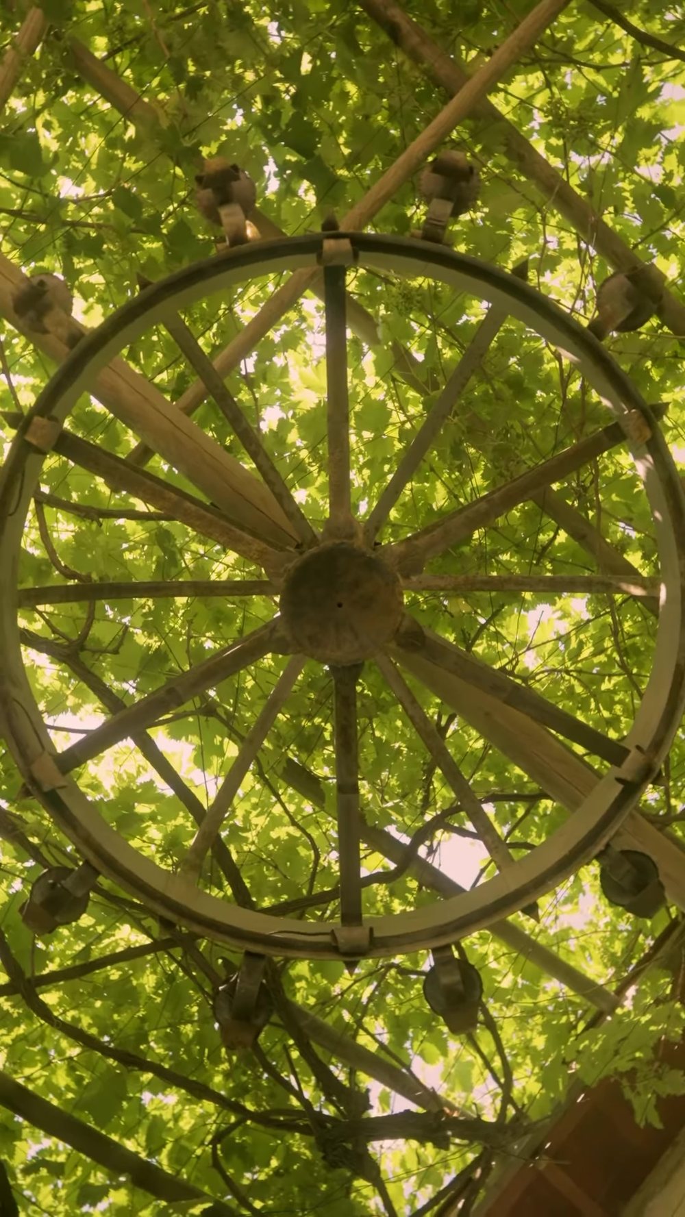 Looking up through the branches