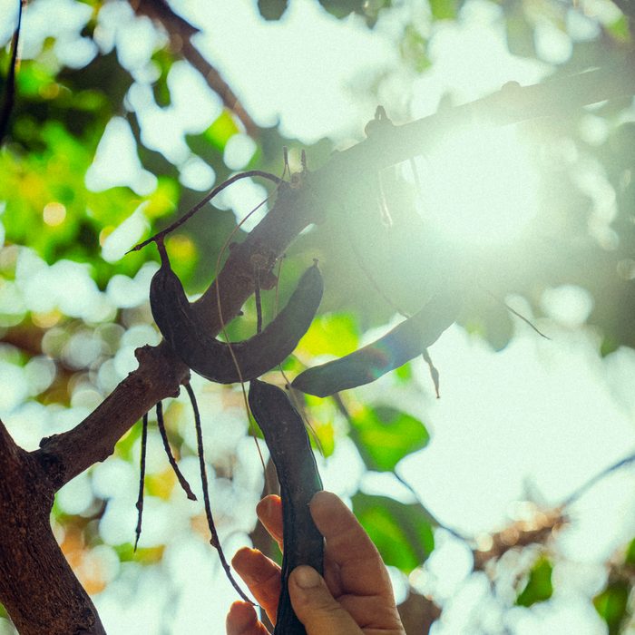 Carob pods on the branch against the morning sun